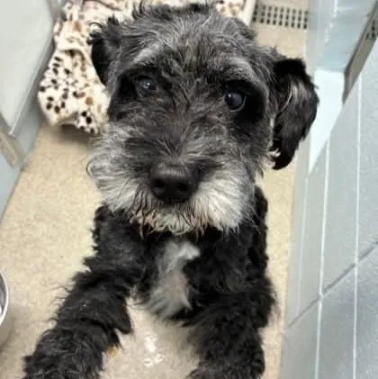 An adult medium-sized female Schnoodle dog named Pixie for adoption in Homer Glen, IL