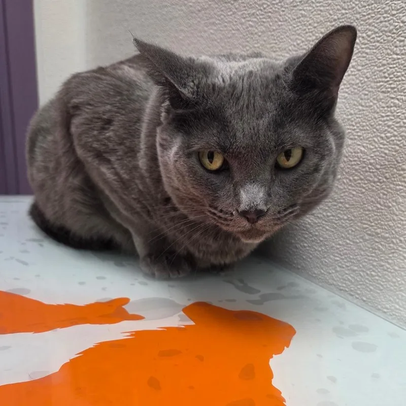 An adult large-sized female Gray / Blue / Silver Domestic Short Hair cat named Dorthy for adoption in Albuquerque, NM
