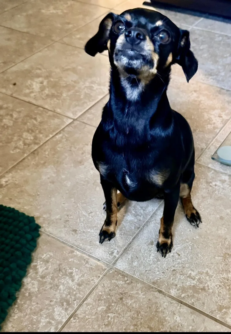 An adult small-sized female Black Chihuahua dog named Wrigley for adoption in Baker, LA