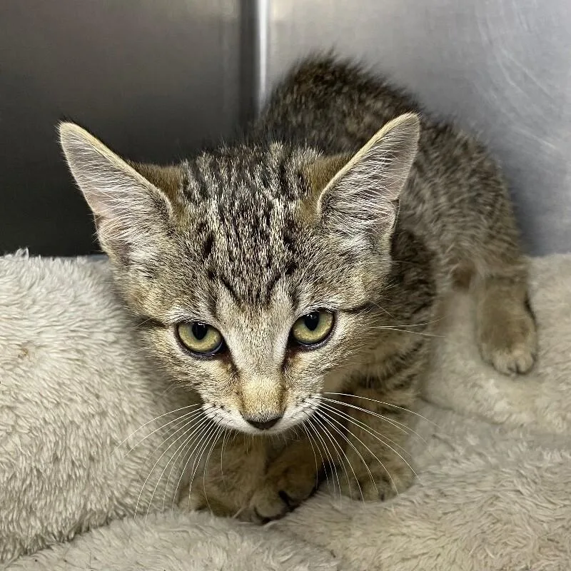 A baby medium-sized female Domestic Short Hair cat named Rose for adoption in Roanoke, VA