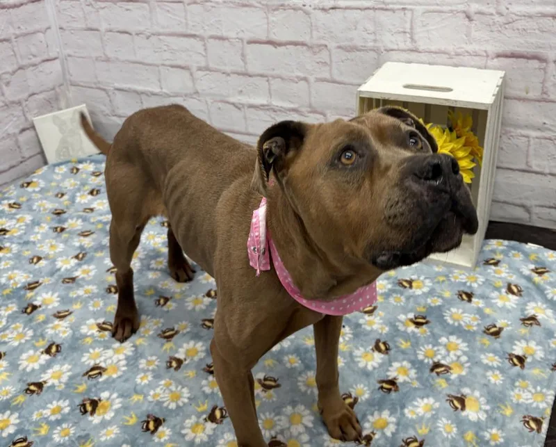 An adult large-sized female Mixed Breed dog named Cookie for adoption in Detroit, MI
