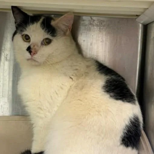 An adult extra large-sized male White Domestic Short Hair cat named Calvin for adoption in Washington, DC