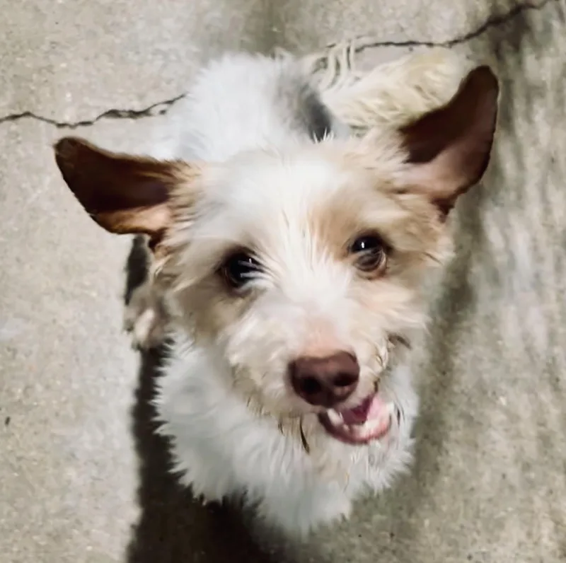 Oscar