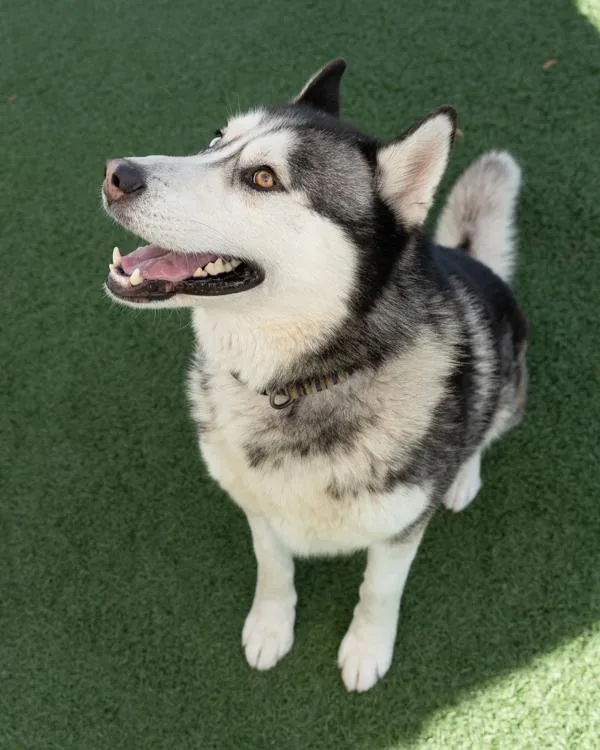 Max