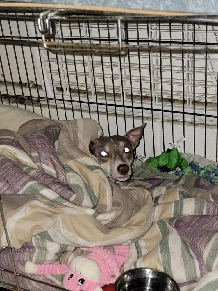 An adult small-sized female Chihuahua dog named Willow for adoption in Forked River, NJ