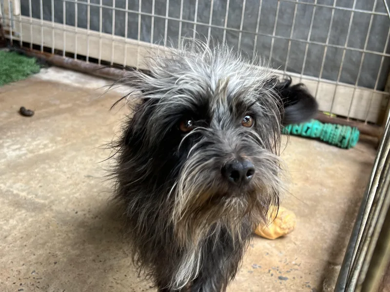 An adult small-sized male Black Cairn Terrier dog named Toto for adoption in Carnegie, OK