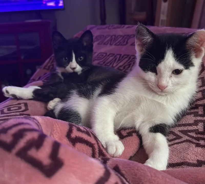 A baby medium-sized male Black & White / Tuxedo Domestic Short Hair cat named Opossum for adoption in Bentonville, AR
