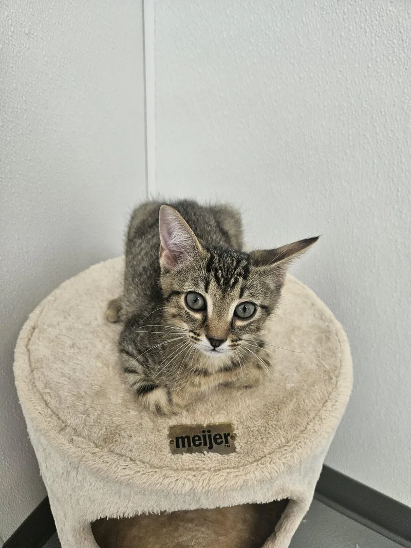 A baby small-sized male Tabby (Brown / Chocolate) Domestic Short Hair cat named Jack Jack for adoption in Kalamazoo, MI