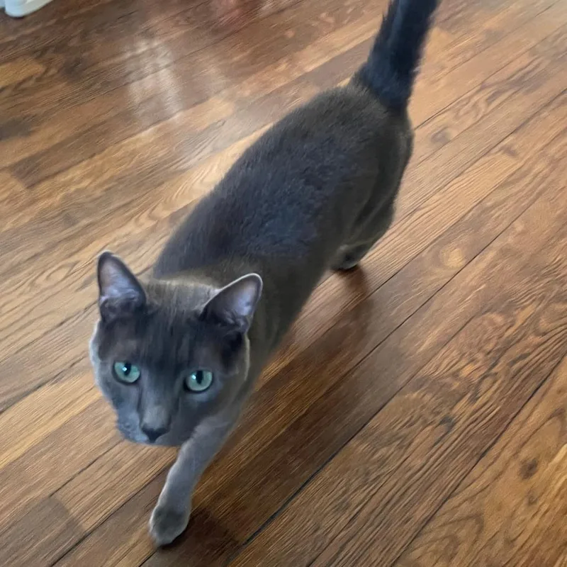 An adult small-sized male Gray / Blue / Silver Russian Blue cat named Piglet for adoption in Washington, DC