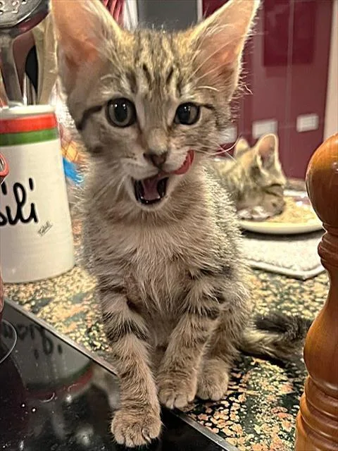 A baby small-sized female Domestic Short Hair cat named Reba for adoption in Sacramento, CA