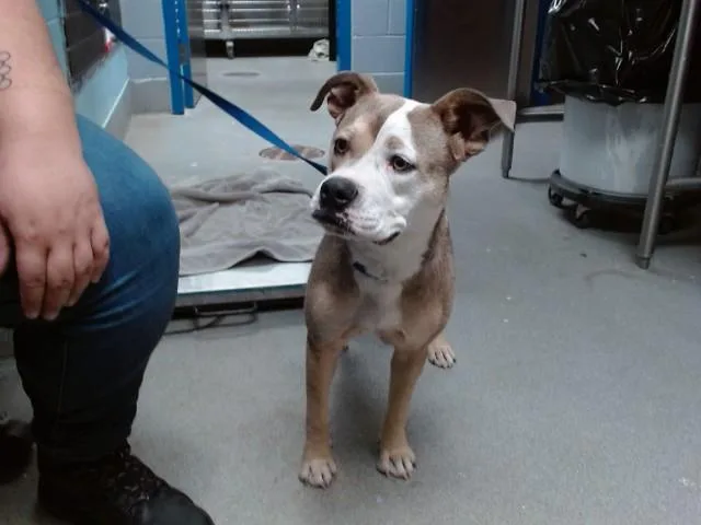 A young medium-sized female Pit Bull Terrier dog named Azula for adoption in Albuquerque, NM