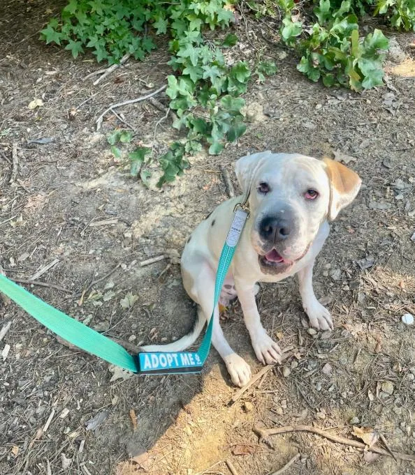 An adult medium-sized male White / Cream Mixed Breed dog named Orion for adoption in Cornelius, NC