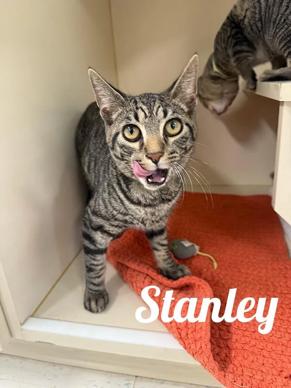 A young medium-sized female Tabby (Brown / Chocolate) Domestic Short Hair cat named Stanley for adoption in Manistee, MI