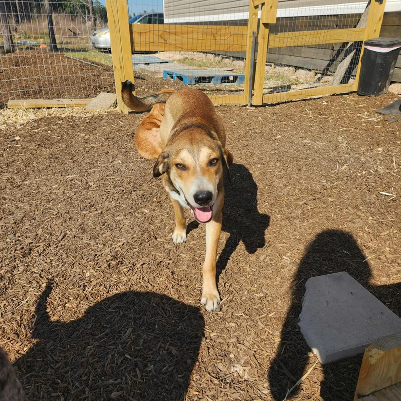 A young medium-sized male Yellow / Tan / Blond / Fawn Labrador Retriever dog named Smokey for adoption in Mooresville, NC