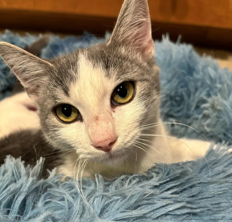 Chandler thumbnail 3