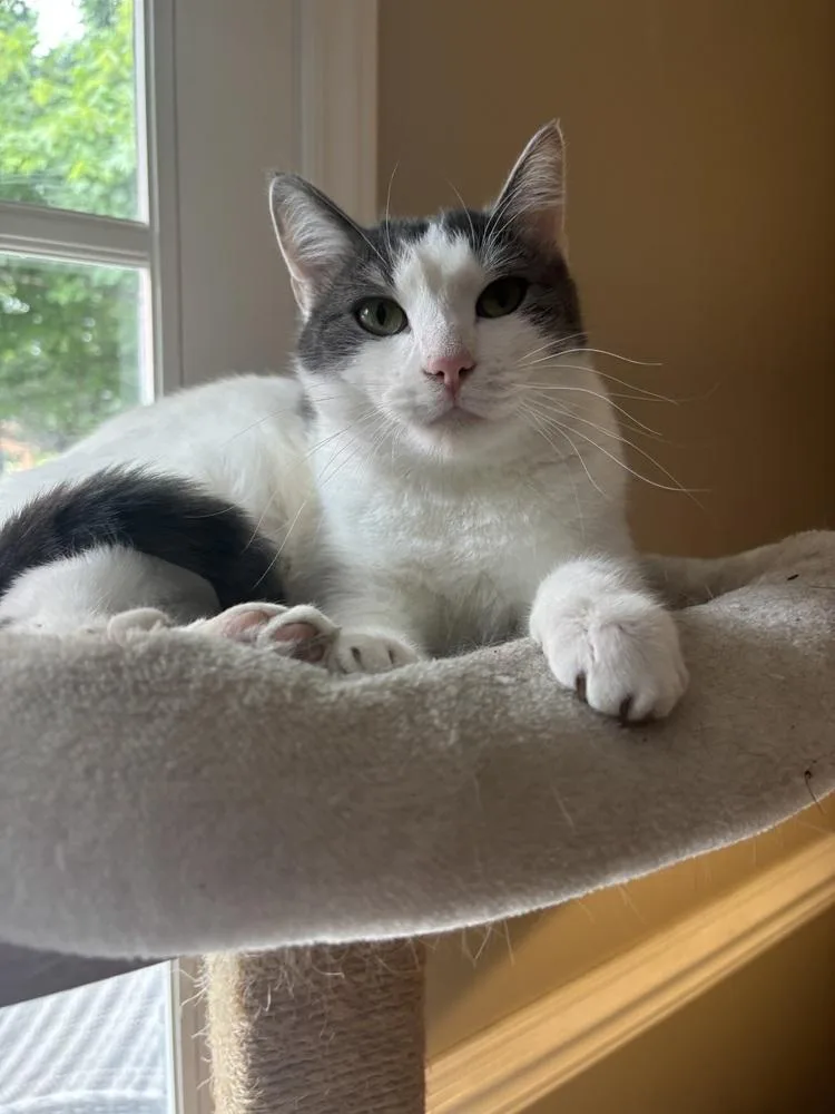 Chandler thumbnail 4