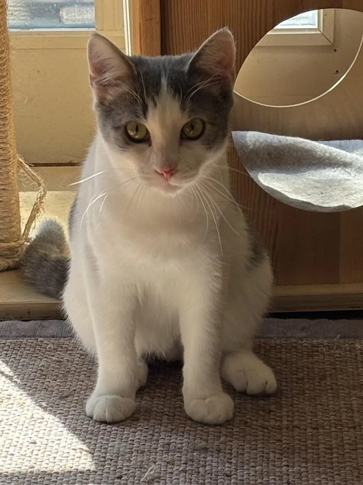 Chandler thumbnail 5