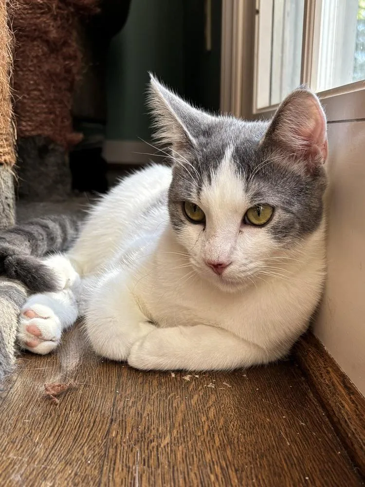 Chandler thumbnail 6