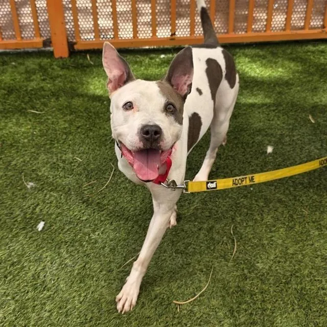 An adult large-sized female Pit Bull Terrier dog named Kash for adoption in Las Vegas, NV