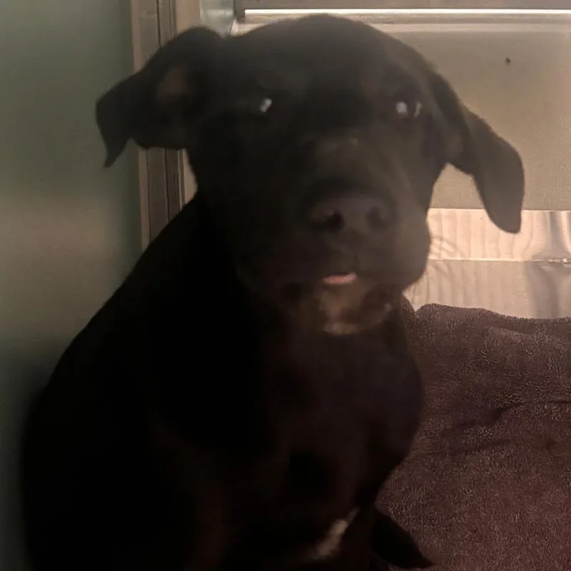 A baby medium-sized male Black Labrador Retriever dog named Gilbert for adoption in Norman, OK