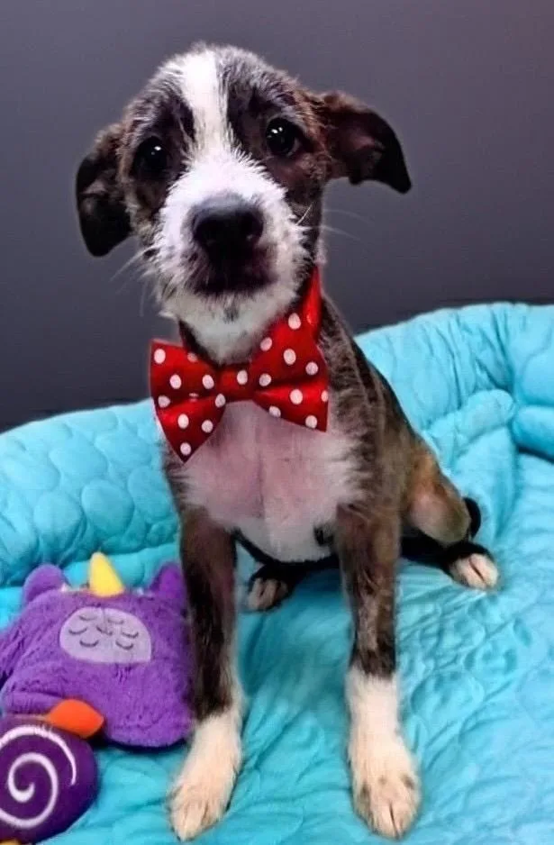 A baby small-sized female Terrier dog named Khalisiemo Old Puppy! for adoption in Fort Myers, FL
