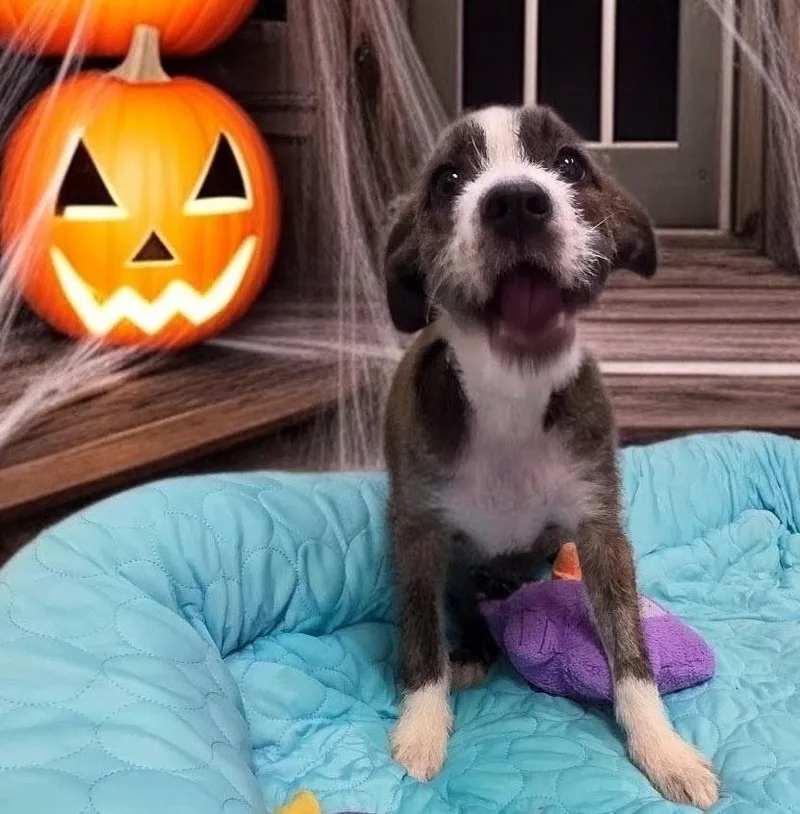 Khalisiemo Old Puppy! thumbnail 2