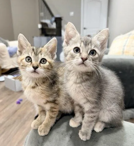 A baby small-sized female Tabby (Gray / Blue / Silver) Domestic Short Hair cat named Aruba for adoption in Fishers, IN
