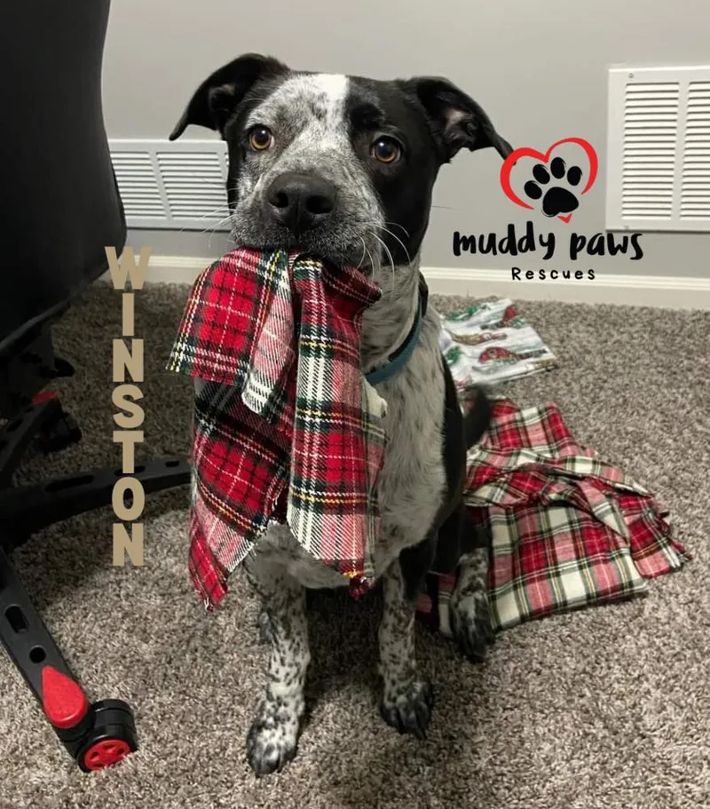 Winston Fka Marvel Litter: