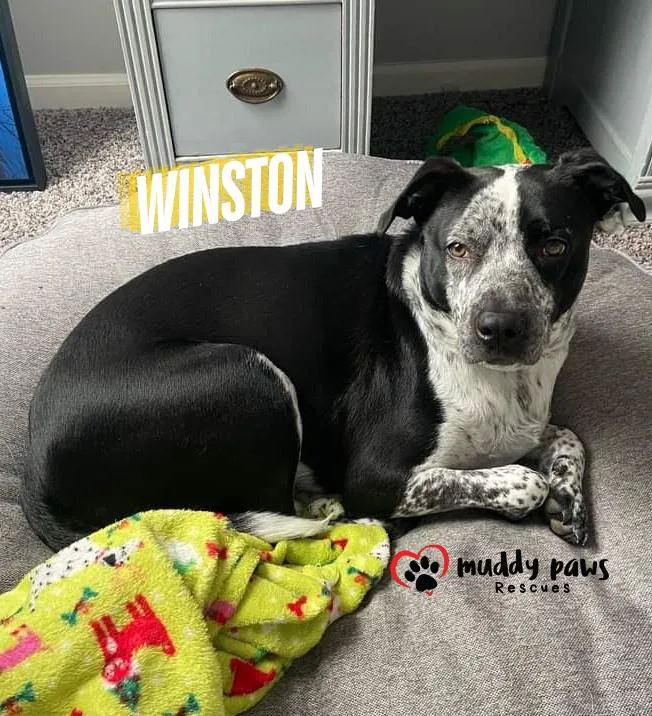 Winston Fka Marvel Litter: thumbnail 2