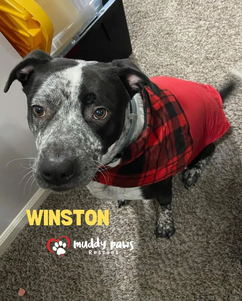 Winston Fka Marvel Litter: thumbnail 3