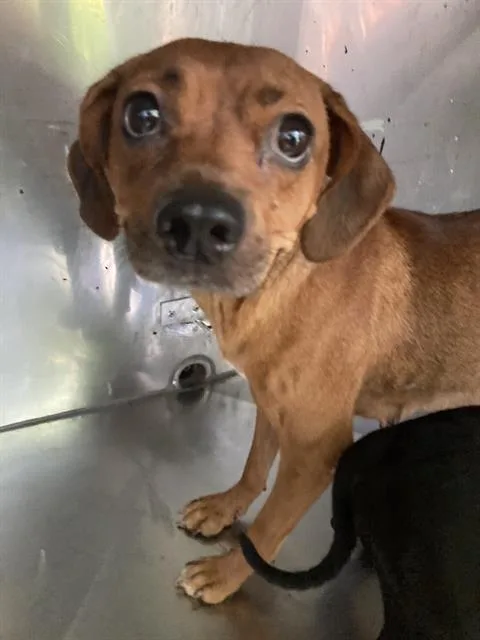 A young small-sized female Mixed Breed dog named Sandy for adoption in Dallas, TX