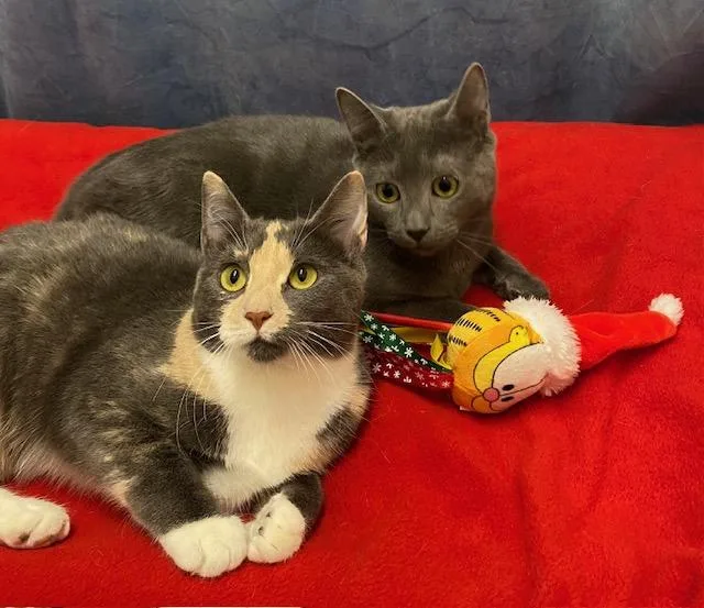 Nico & Nena thumbnail 2