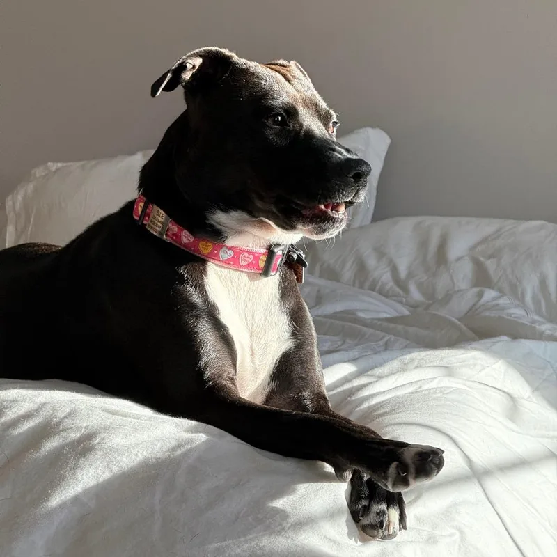 An adult small-sized female Black Mixed Breed dog named Ellie Home to for adoption in South Elgin, IL