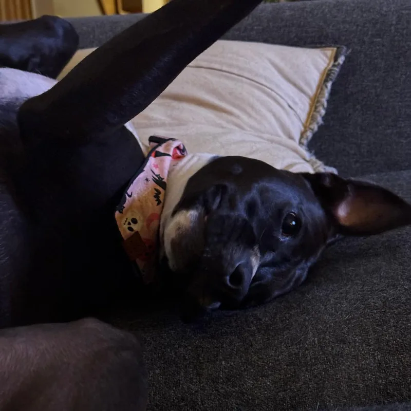 Ellie  Home to thumbnail 3