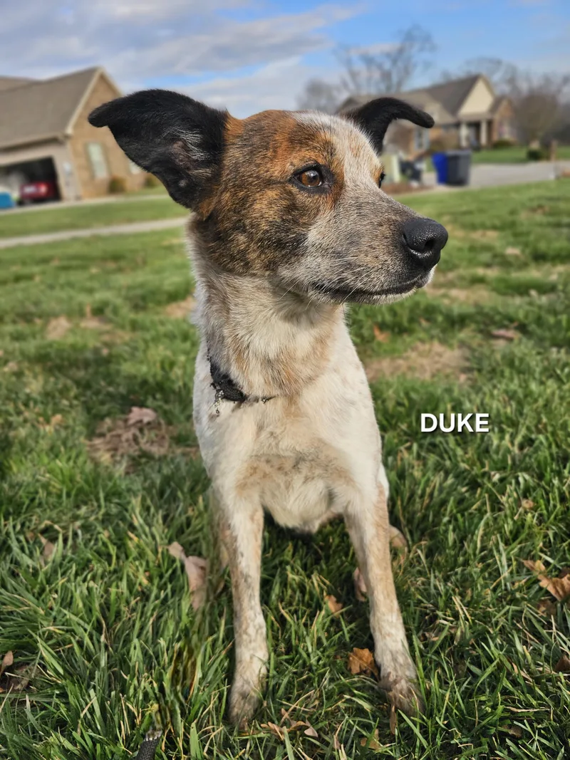 Duke