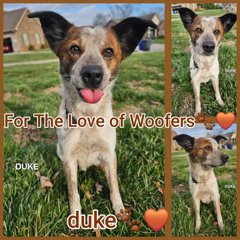 Duke thumbnail 2