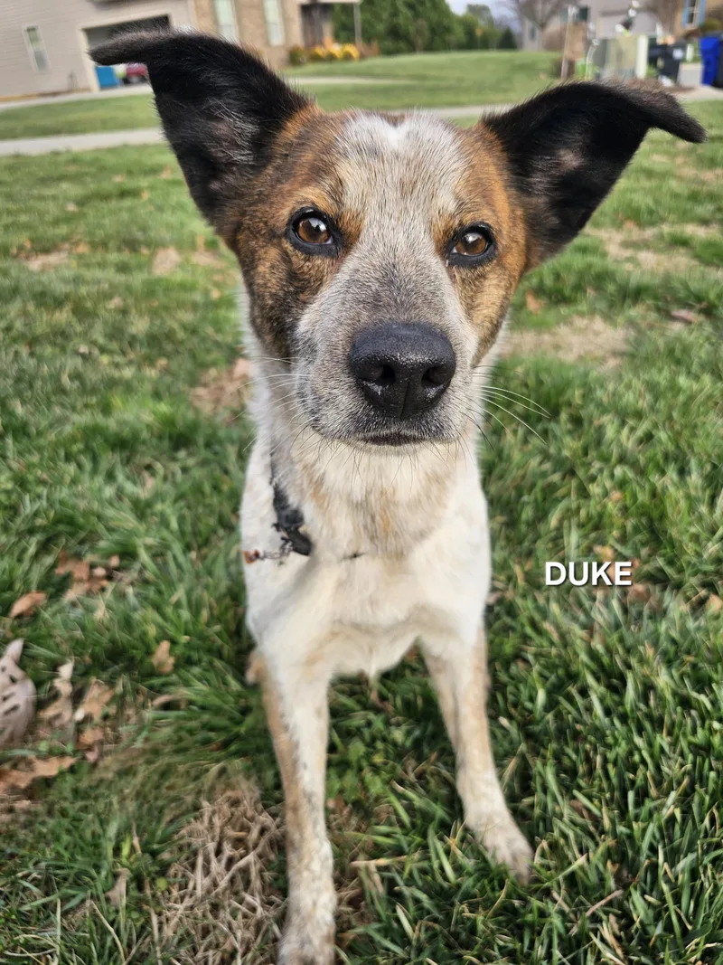 Duke thumbnail 3
