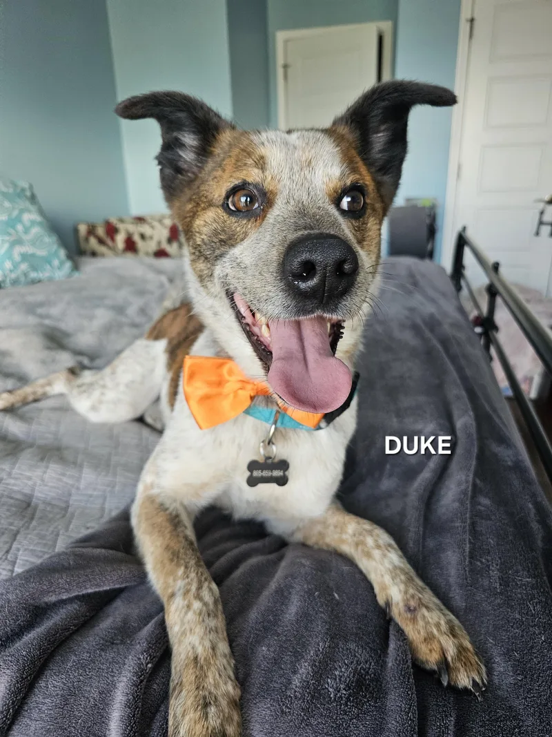Duke thumbnail 4