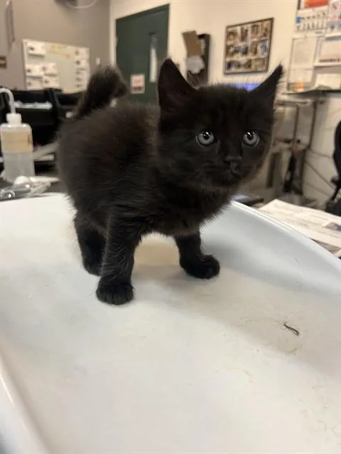 A baby small-sized male Domestic Short Hair cat named Jonny for adoption in Thousand Palms, CA