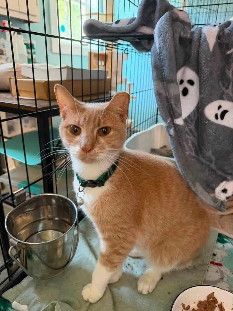 An adult medium-sized male Domestic Short Hair cat named Kenny for adoption in Warren, OH