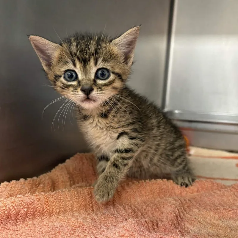 A baby small-sized male Brown / Chocolate Domestic Short Hair cat named Titan for adoption in Beaumont, TX