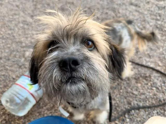 An adult small-sized male Cairn Terrier dog named Shadow for adoption in Mesa, AZ