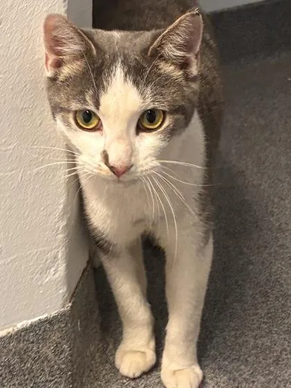 An adult medium-sized female Domestic Short Hair cat named Charlene for adoption in West Chester, PA