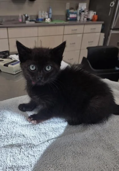 A baby small-sized female Domestic Short Hair cat named Fettuccine for adoption in Westland, MI