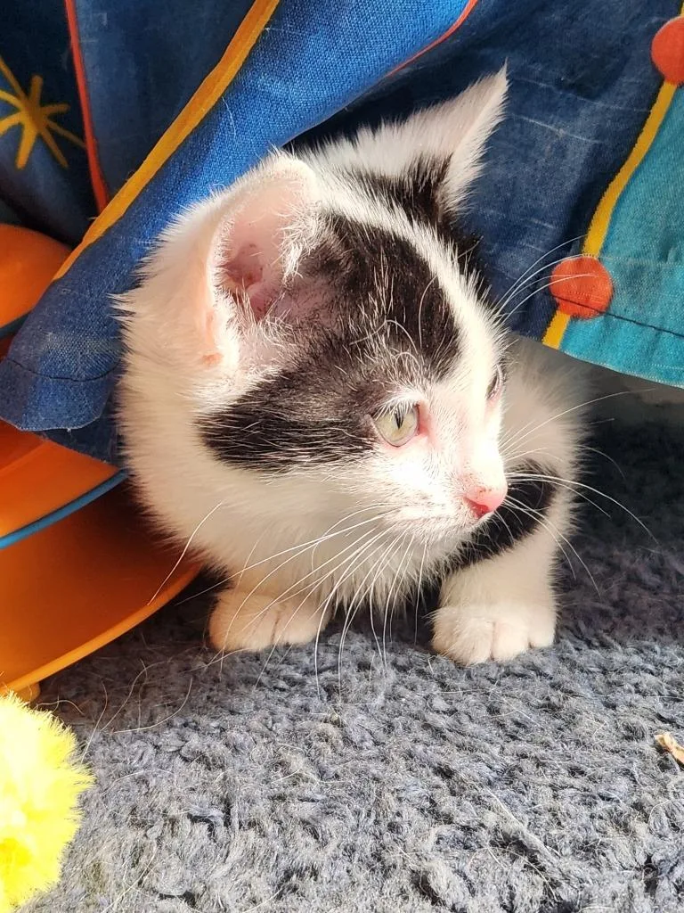 A baby medium-sized male Domestic Medium Hair cat named Neville for adoption in Brainardsville, NY