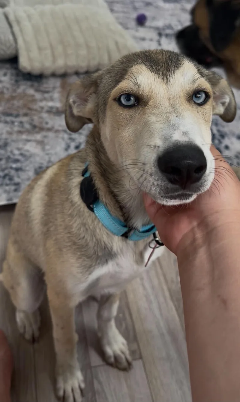 Benny Blue