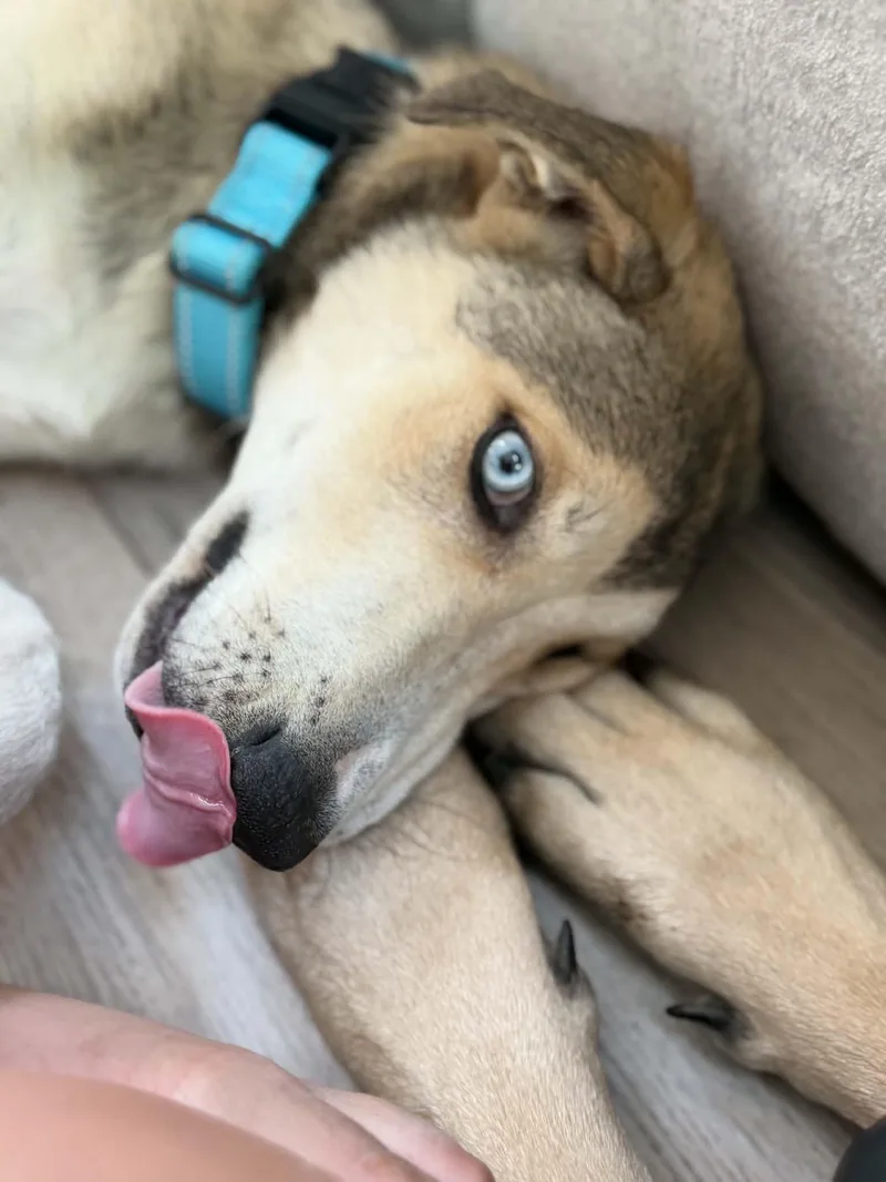 Benny Blue thumbnail 3