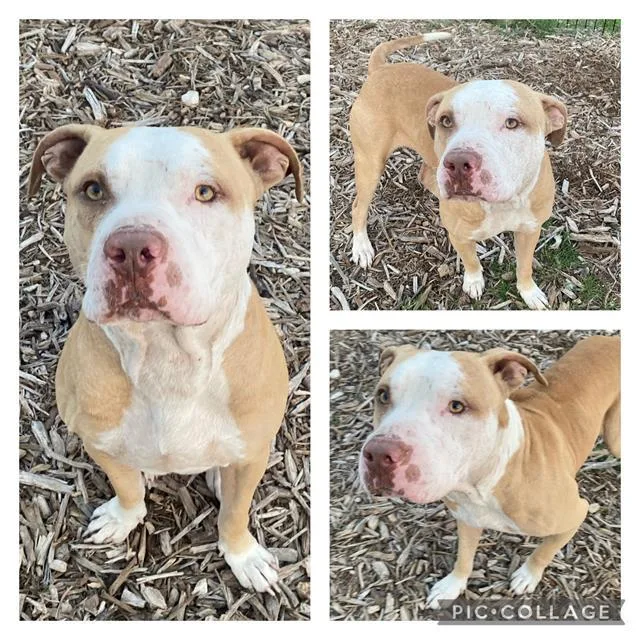 An adult medium-sized male American Staffordshire Terrier dog named Puppy Dog for adoption in San Antonio, TX