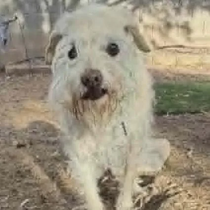 An adult small-sized male White / Cream Border Terrier dog named Bodda for adoption in Marana, AZ