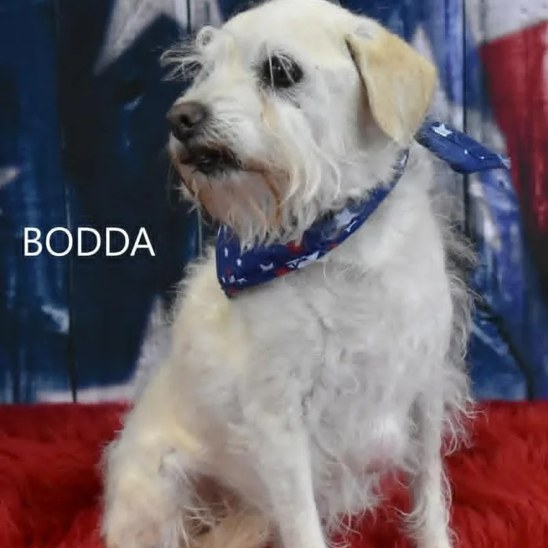 Bodda thumbnail 5